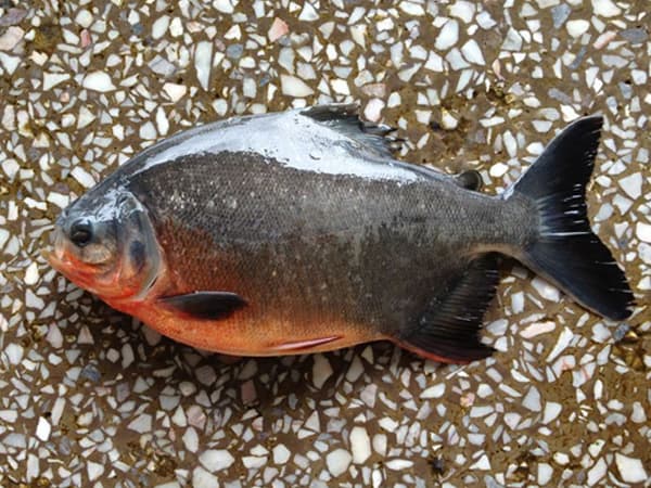 China Frozen Red Pomfret Fish _ Red Pacu _Colossoma Brachypo